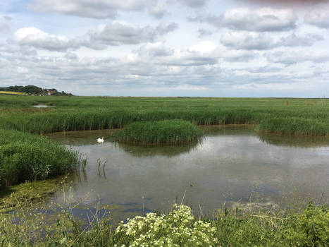 Salt marsh and swan 