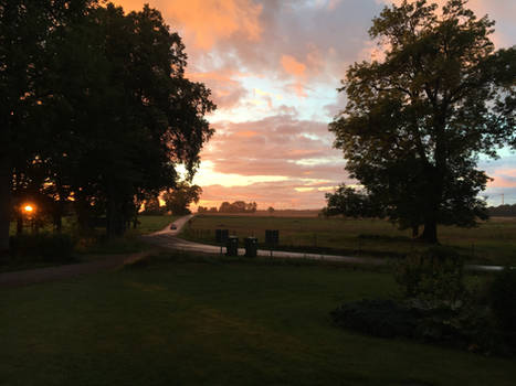 Orange and Trees 