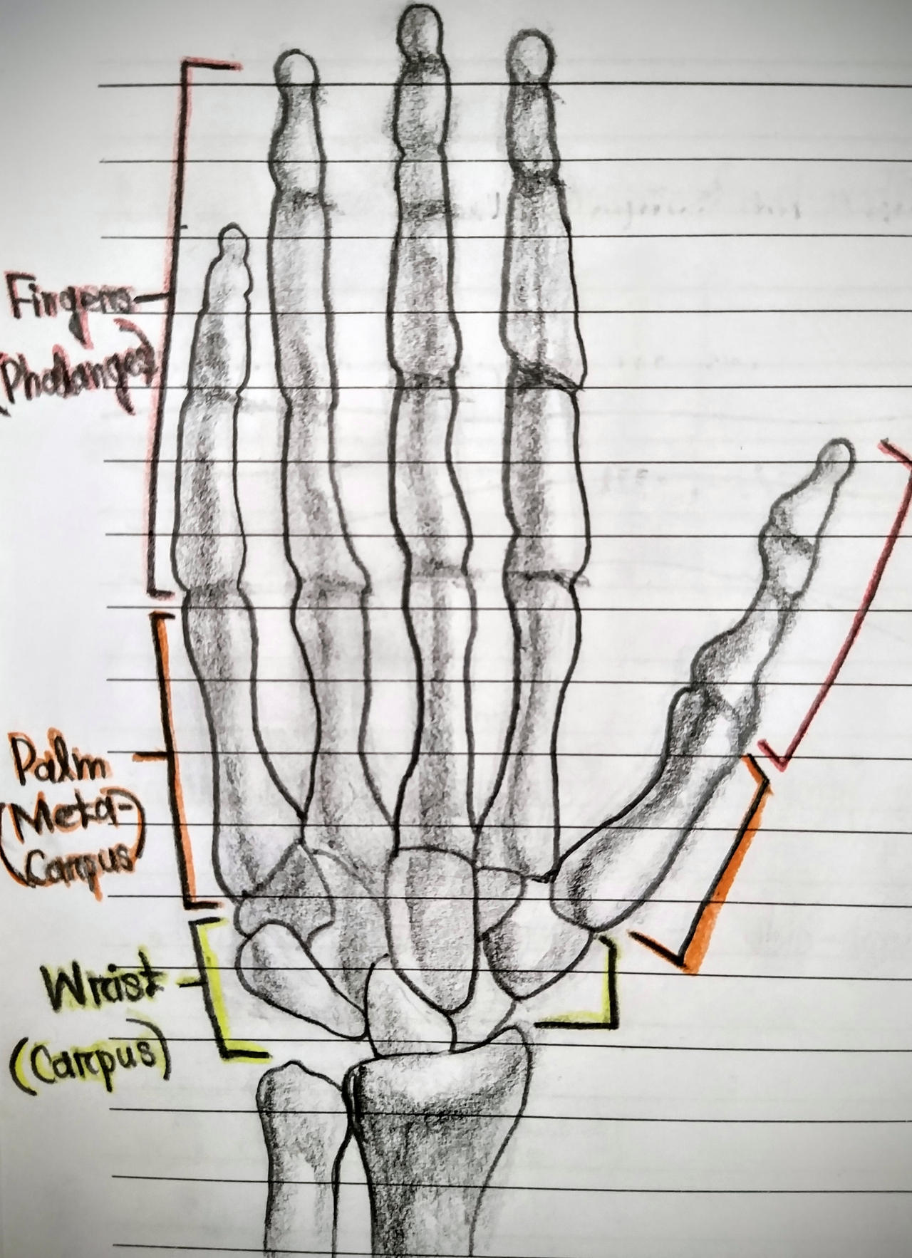 Hand bone study #1 by Brofesser on DeviantArt