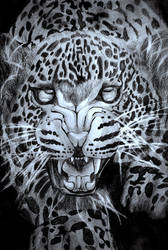 Leopard - The Predator of the Night