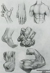 Anatomy Practice