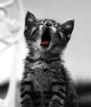 _The little bored cat by ccatastrophicc