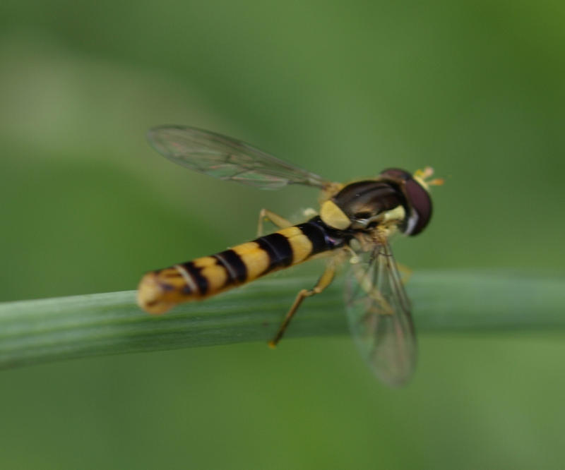 Fly Bug Deviantart fly bug by Runfox on DeviantArt