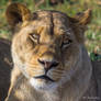 Lioness 3