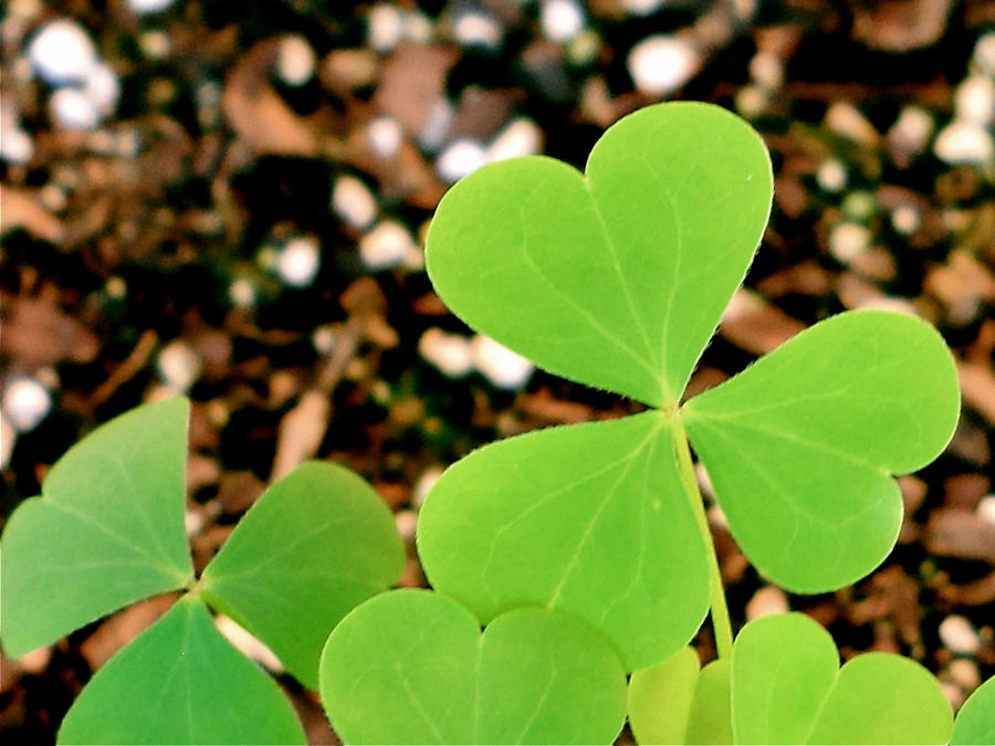 Clover heart 2