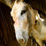 Olivia the Donkey