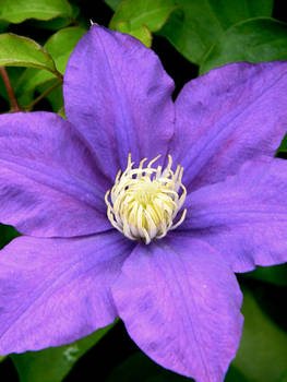 Purple flower of awesome II