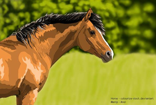 Horse Vector