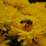 Bee on flower