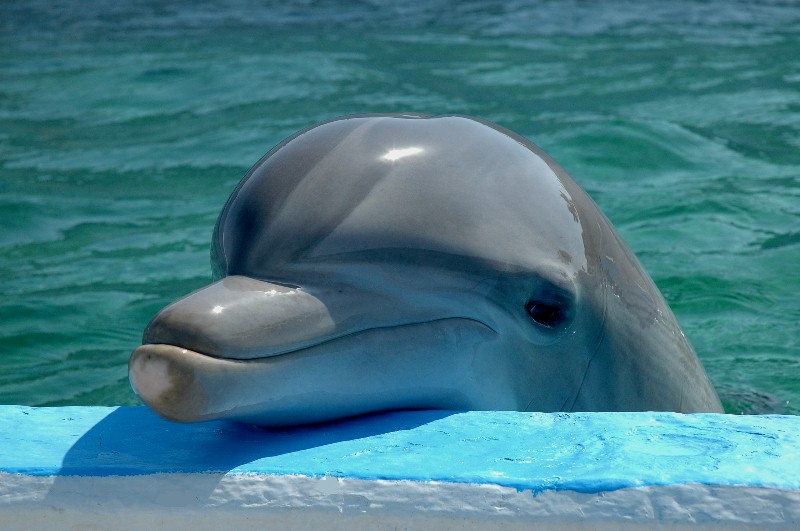 Dolphin Portrait