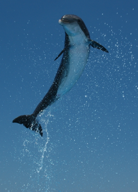 Dolphin Leap