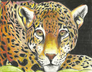 Jaguar