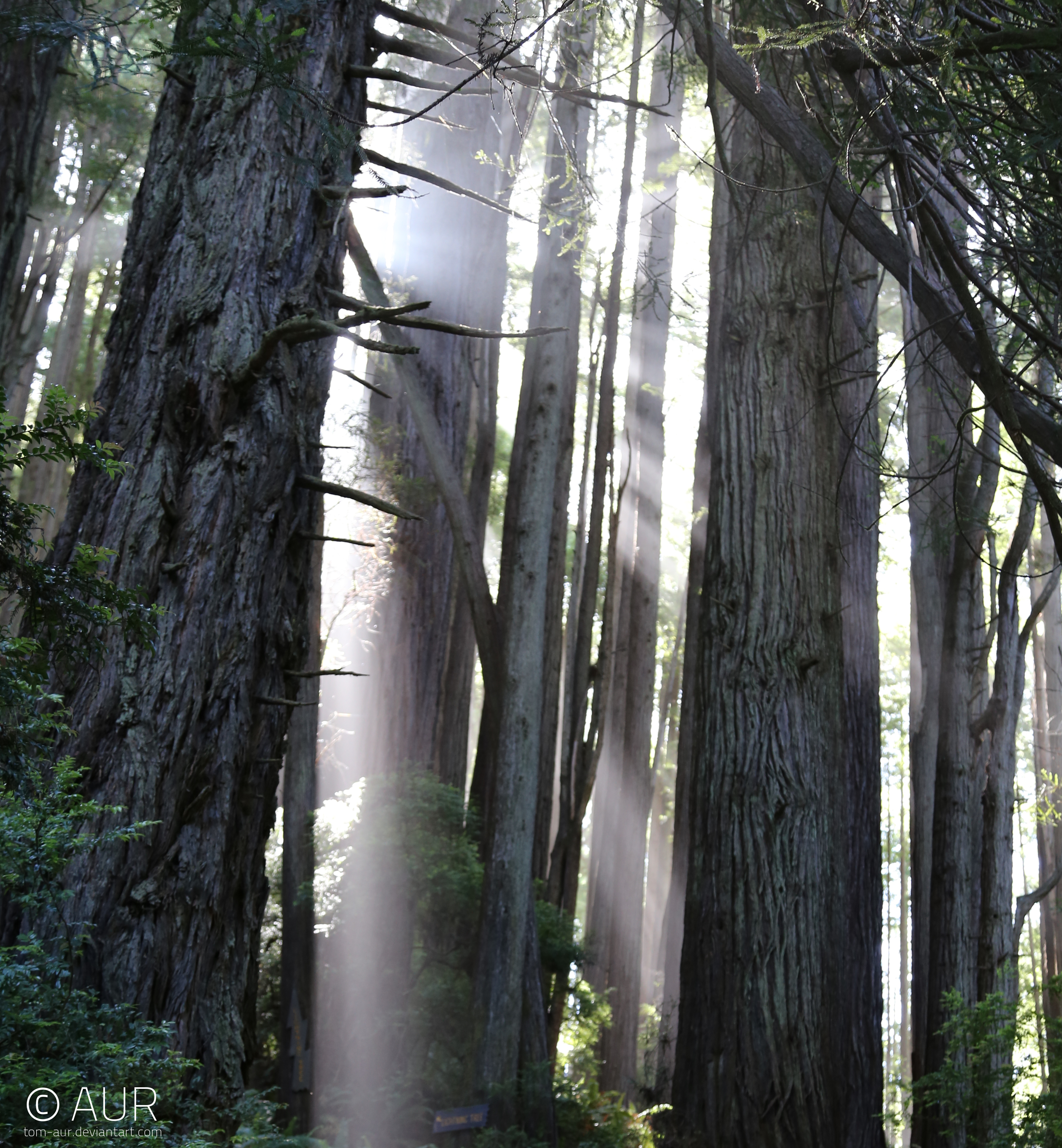 Redwood Light