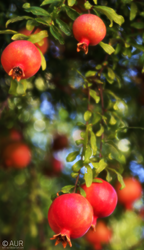 Pomegranate Galore