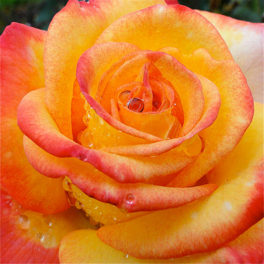 Sunburst Rose by orchidlover8 on DeviantArt