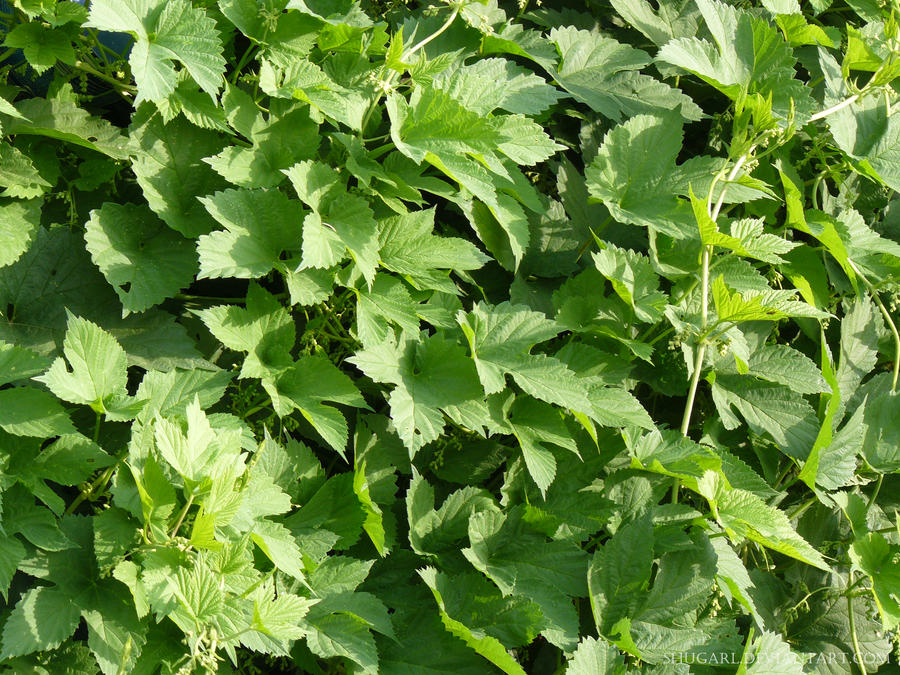 Humulus Russia Humulus by Shugarl on DeviantArt