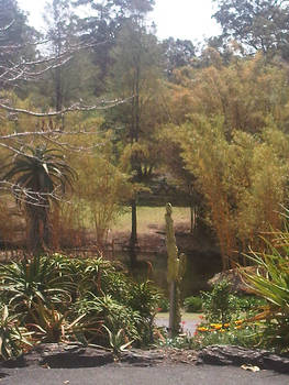 mtcoot-tha botanicalgardens 1