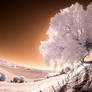 infrared tree