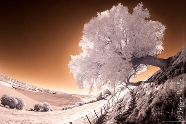 infrared tree by jeje62