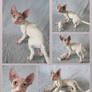 Commissioned Sphynx Cat Doll