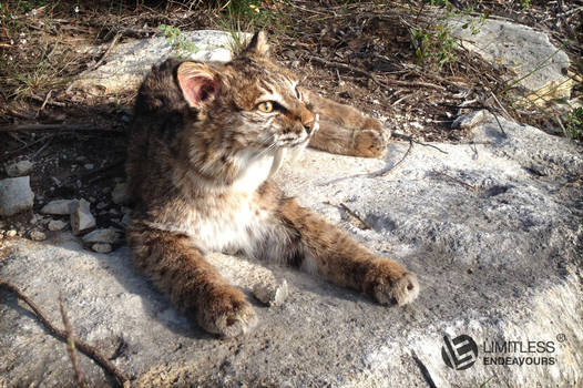 Sabertooth Bobcat Soft Mount SOLD