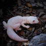 Tremper Albino Leopard Gecko Magnet