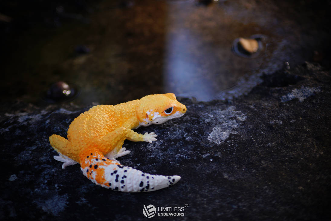 Tangerine Leopard Gecko Magnet