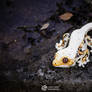 Lilly White Crested Gecko Magnet