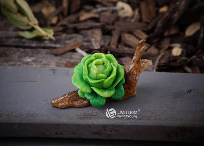 Lettuce Garden Snail