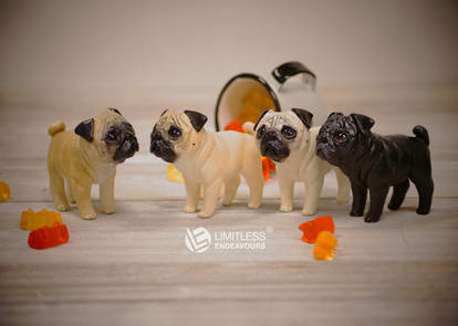 Miniature Pugs