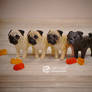 Miniature Pugs