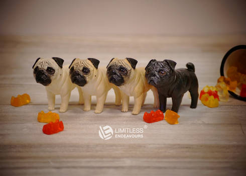 Miniature Pugs