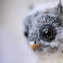 owl close up