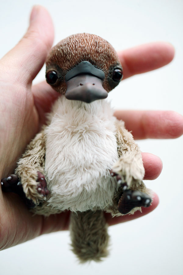Baby Platypus By Da Bu Di Bu Da On Deviantart Baby Platypus By Da Bu Di Bu Da On Deviantart