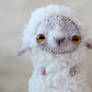 little sheep