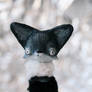 black fox