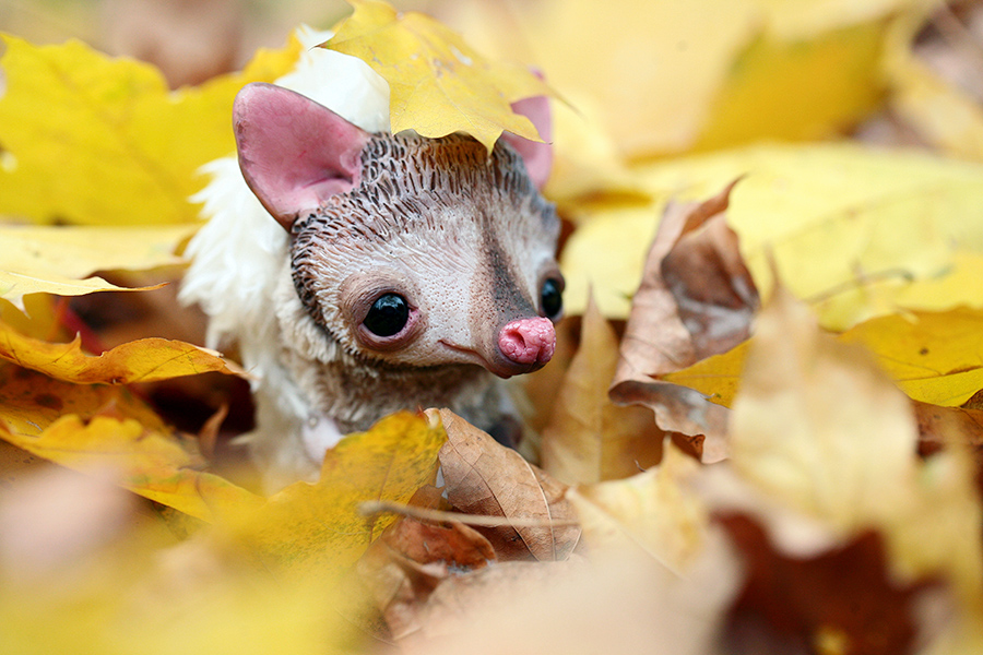 little hedgehog