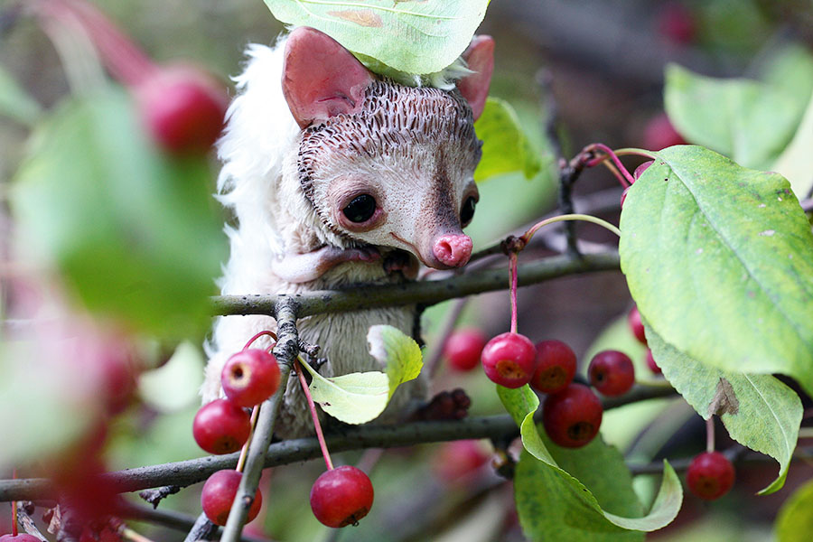 little hedgehog