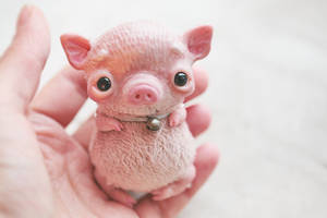 piglet