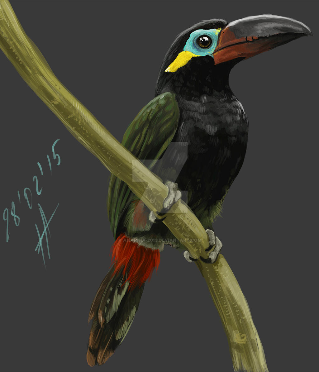 Guianan Toucanet By Anarhia 13 On Deviantart Guianan Toucanet By Anarhia 13 On Deviantart