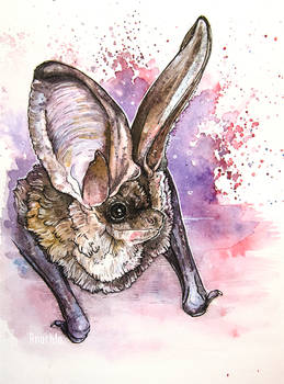 The brown long eared bat (Plecotus auritus)