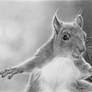 Pencil portrait of a squirrel
