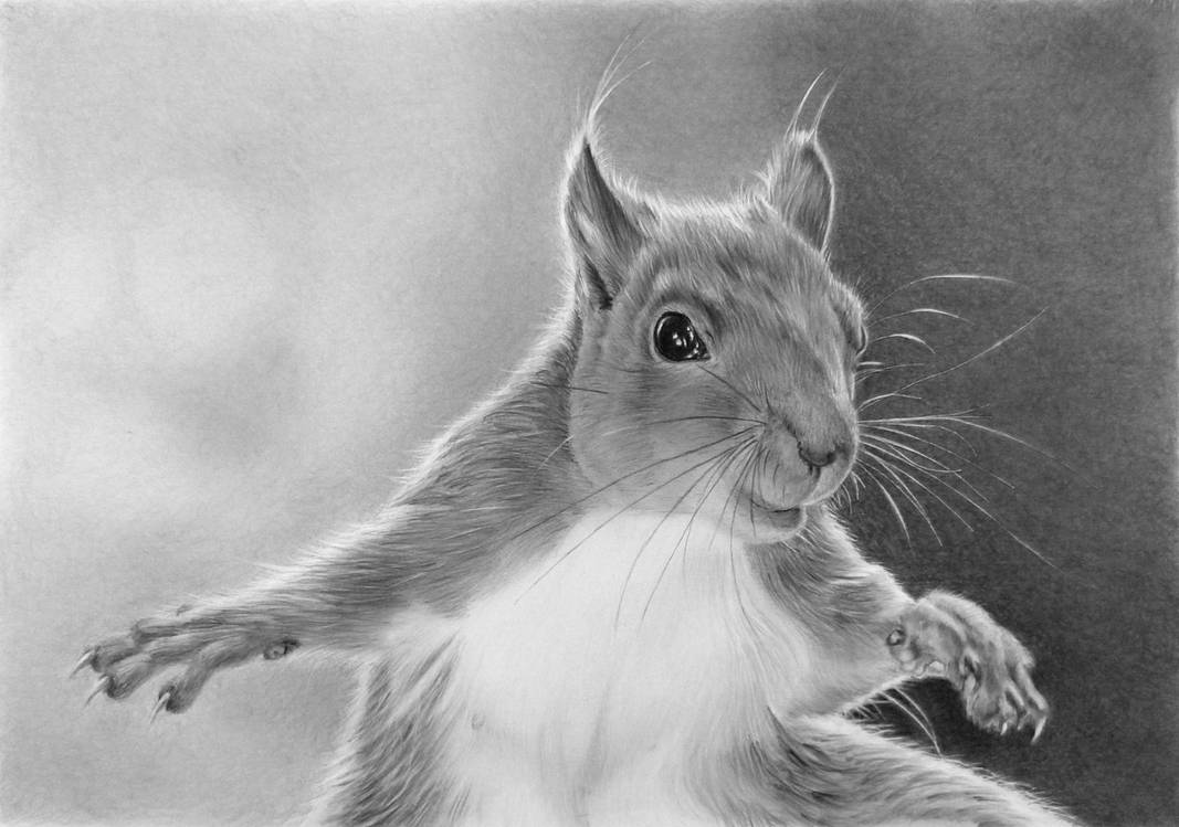 Pencil portrait of a squirrel by LateStarter63