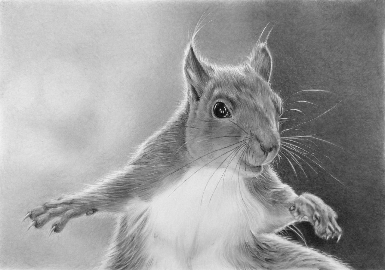 Pencil portrait of a squirrel
