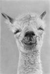 Pencil portrait of a baby alpaca by LateStarter63