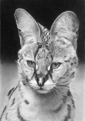 Pencil portrait of a serval by LateStarter63