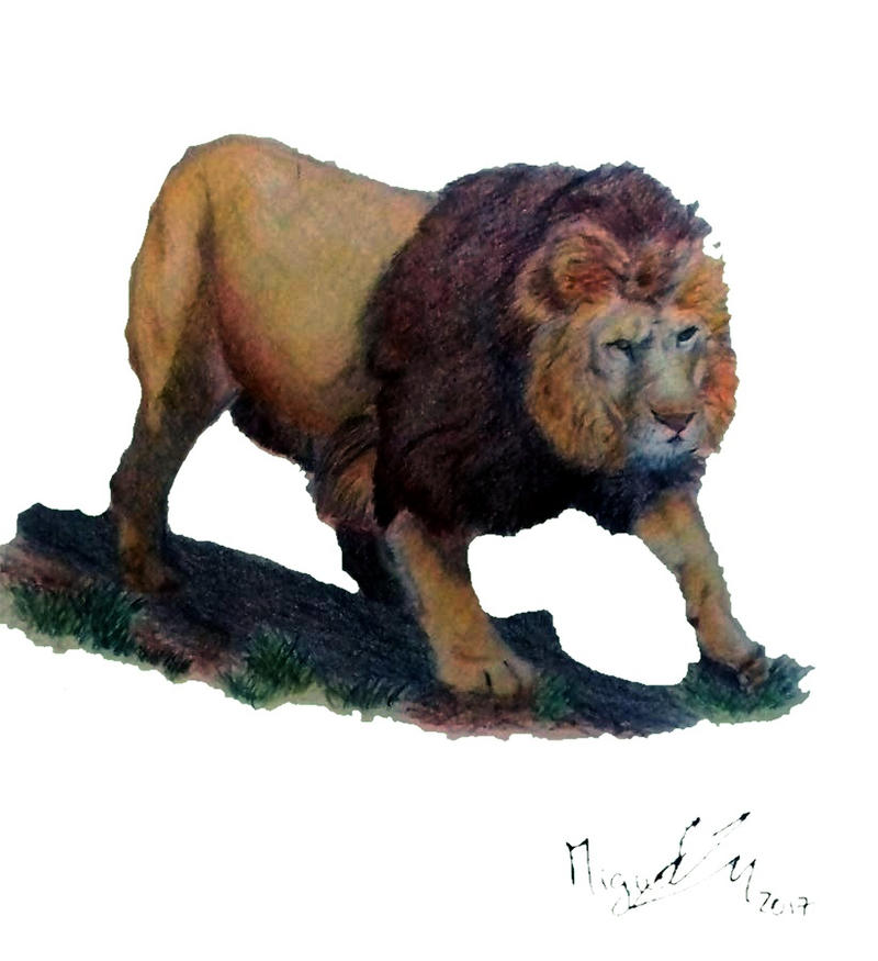 Barbary lion (Panthera leo leo)