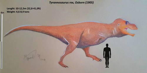 Tyrannosarus rex reconstruction