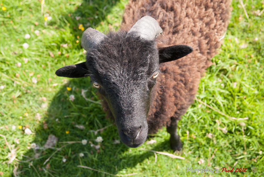 Small ram by Morphyz on DeviantArt