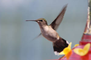 Humming Bird